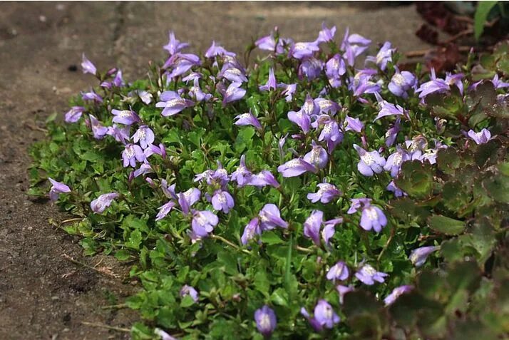 Мазус ползучий фото. Мазус почвопокровный. Мазус ползучий (mazus reptans). Почвопокровник Мазус. Мазус Purple почвопокровное.