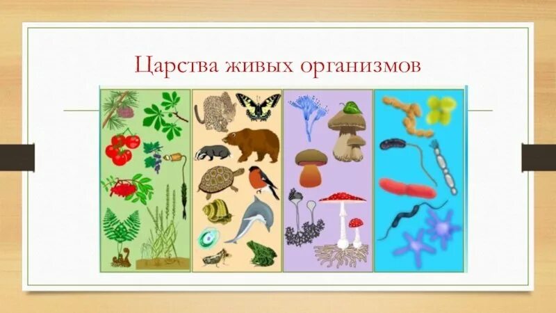 Назови царство. Царства живой природы Соловьев. 4 Царства живой природы 5 класс биология. Царсиваживых организмов. Царства живыхогранизмов.