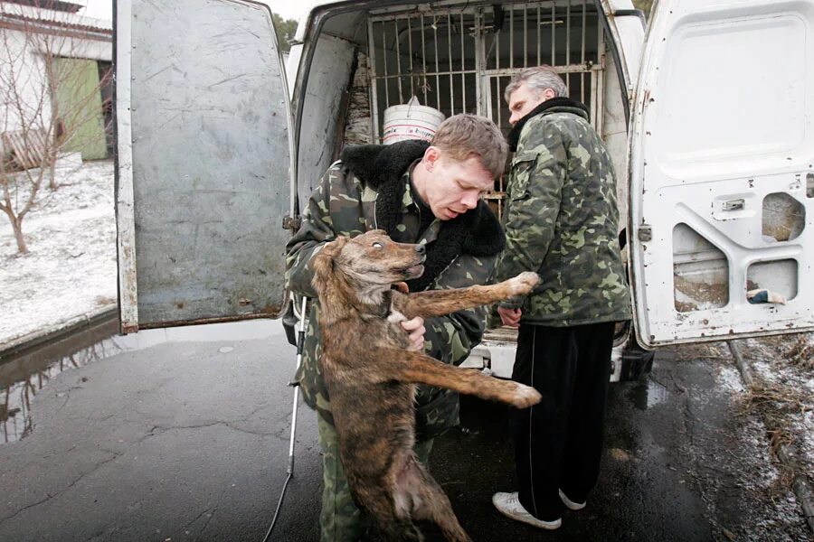 Отлов собак московская область. Служба отлова бездомных собак. Служба отлова бездомных животных.