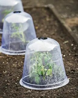 Garden Cloches - Set of 3 Plastic Cloches $125+ Orders Ship Free Garden cloche, 