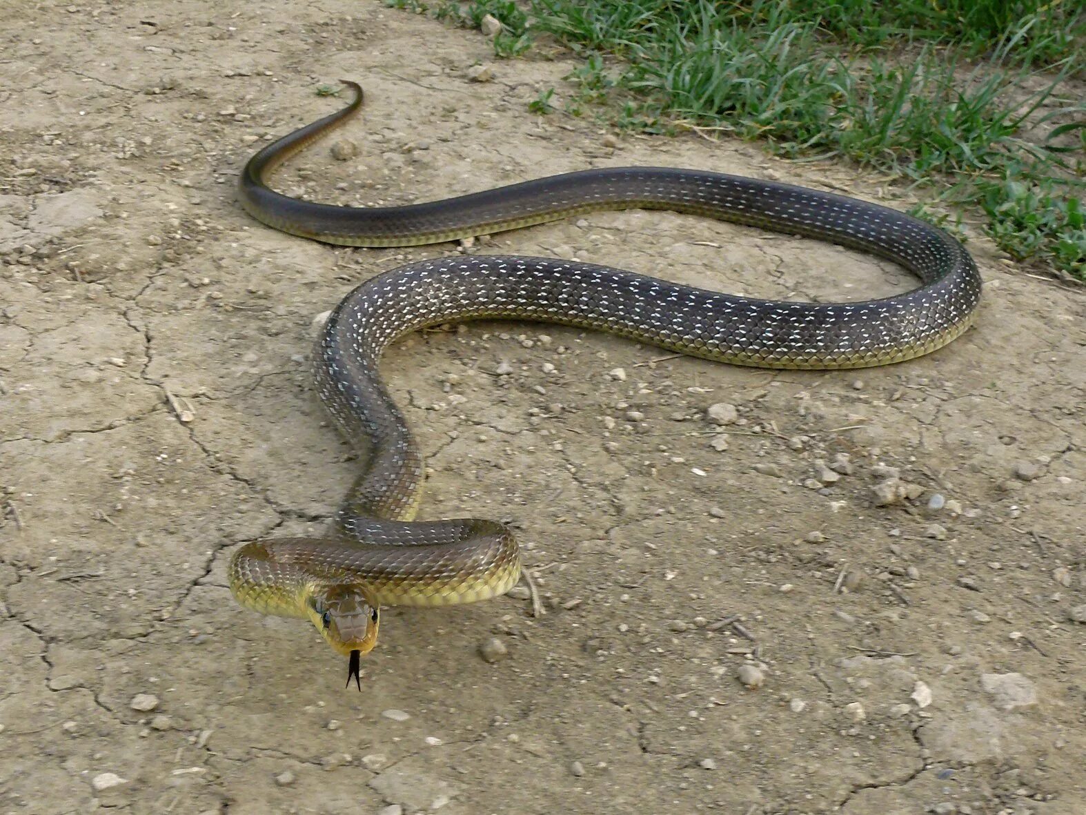 Змеи ставропольского края змеи ставропольского края. Неядовитая змея ставропольского края. Степная гадюка крыма. Гадюка ставропольского края. Гадюка динника.