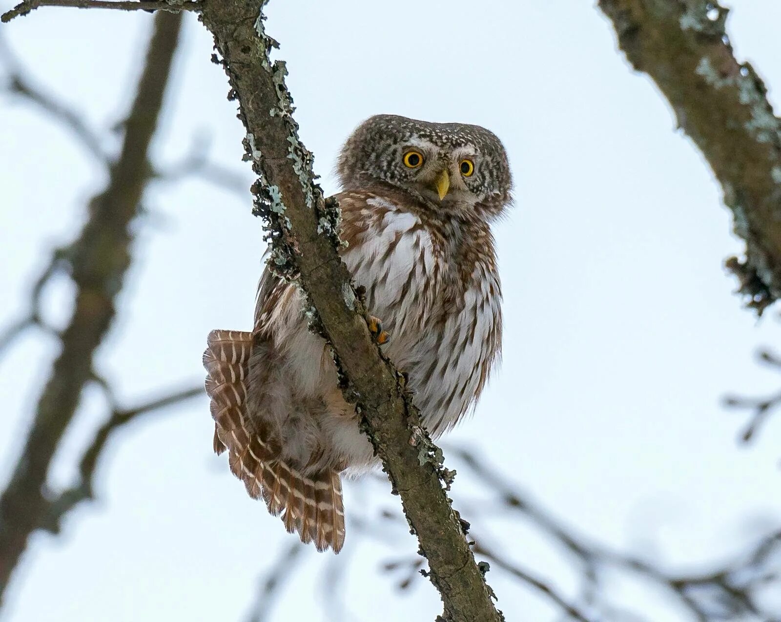 Воробьиный сычик отряд. Glaucidium passerinum. воробьиный сычик. воробьиный сыч ареал. рыжий воробьиный сыч.