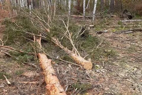 Рубки запрещены