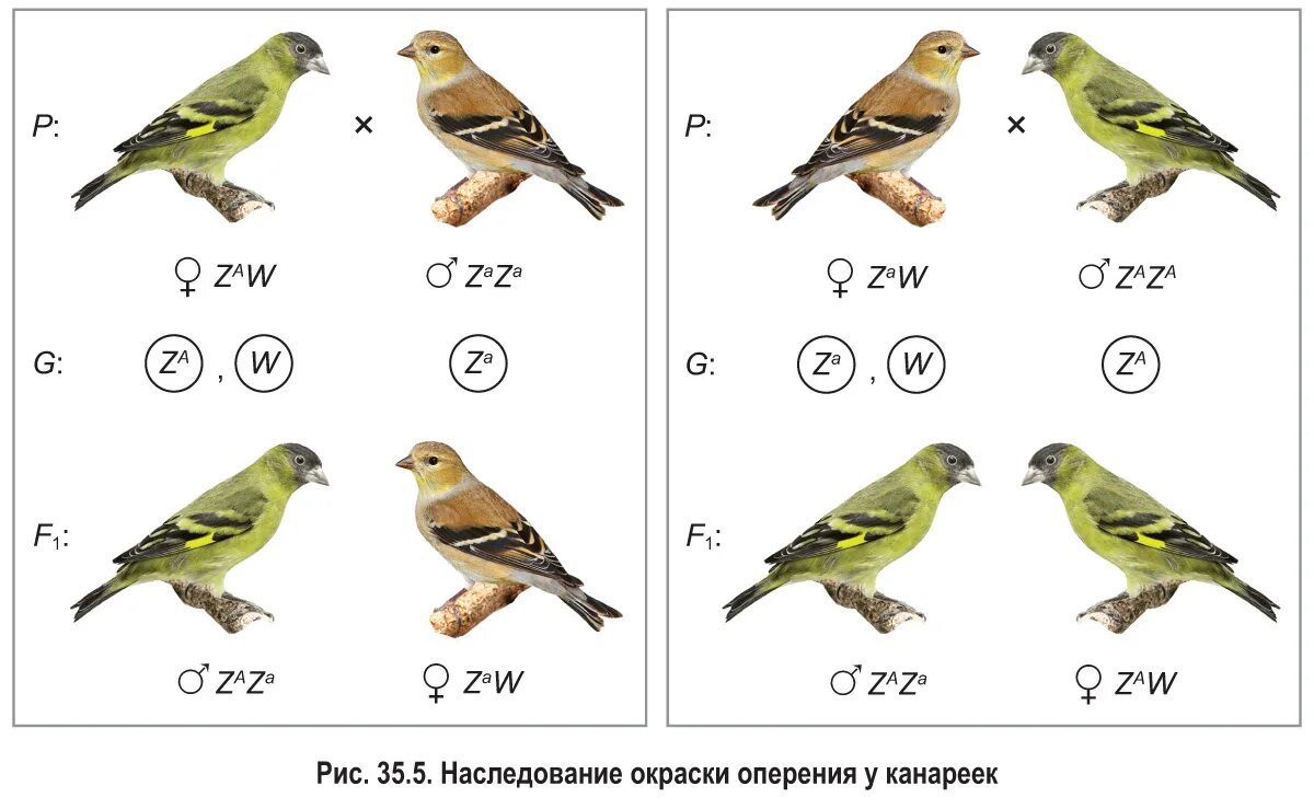 У канареек ген зеленого оперения. Дикий тип мутации. У попугаев сцепленно с полом доминантный. Канарейка клюв. У канареек ген зеленого оперения.