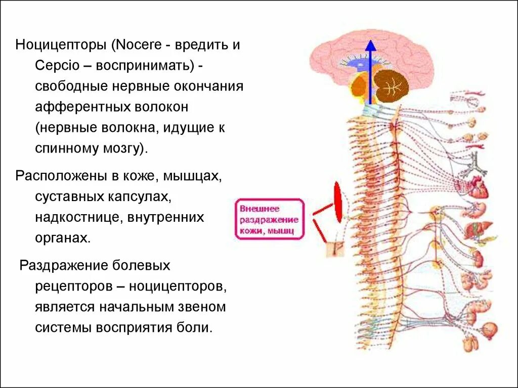 Раздражение чувствительного нерва