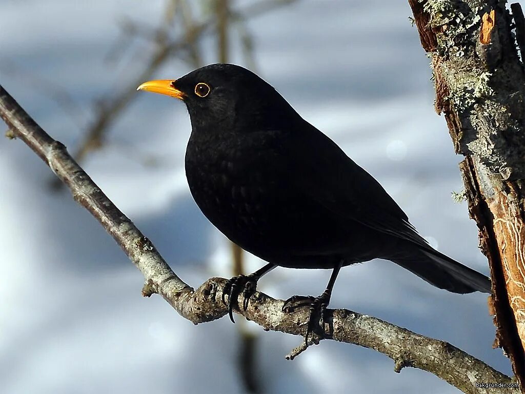 Blackbird bird