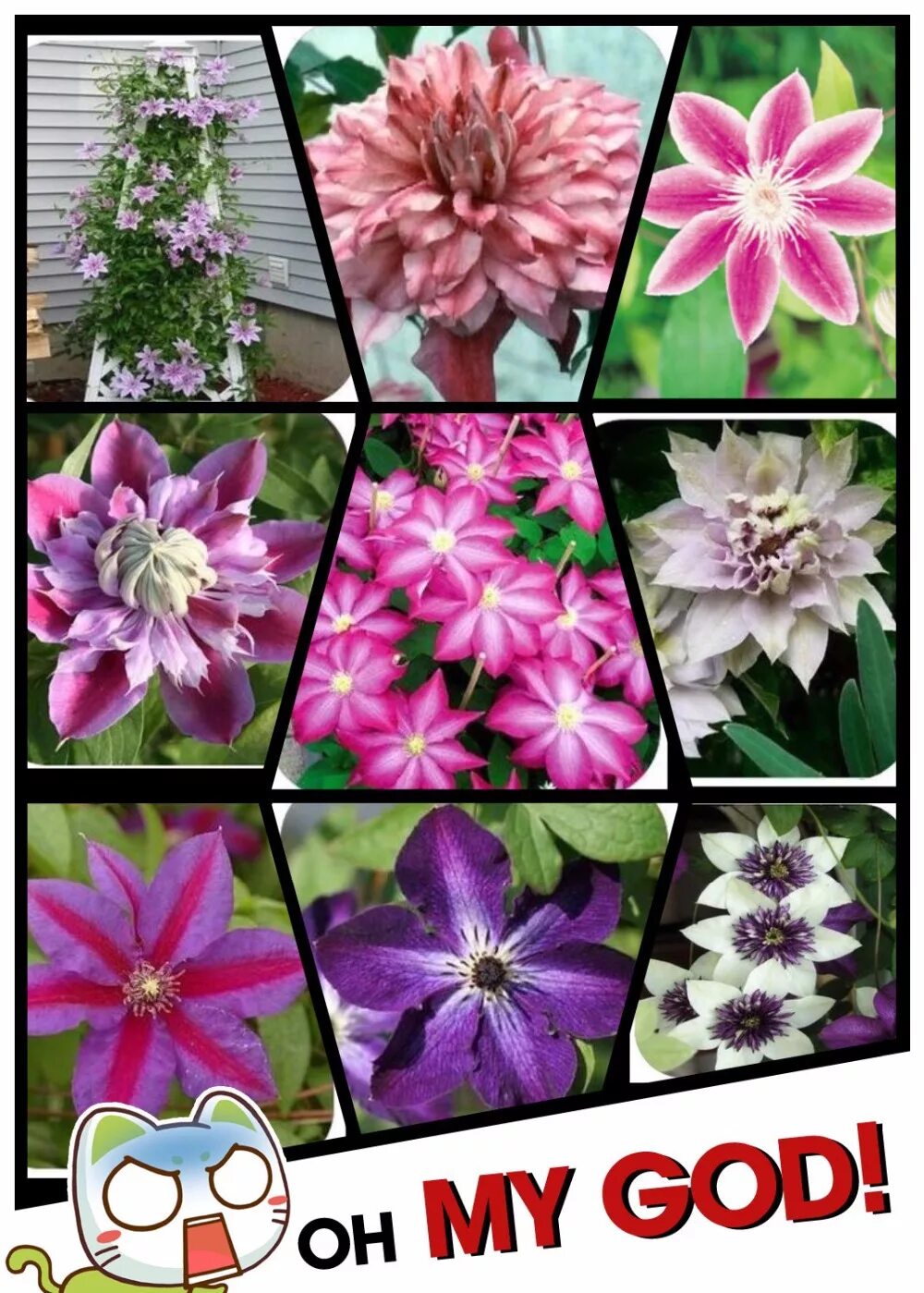 Семена клематисов интернет магазин. Семена клематисов интернет магазин. Клематис семена. Семена клематисов интернет магазин. Клематис оби.