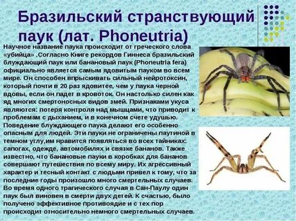 Паука нельзя назвать красивым животным