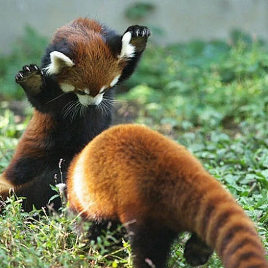 Рыжая панда. Лапа красной панды. Красная панда смешная. Малая панда пугает. Красная панда федюша.