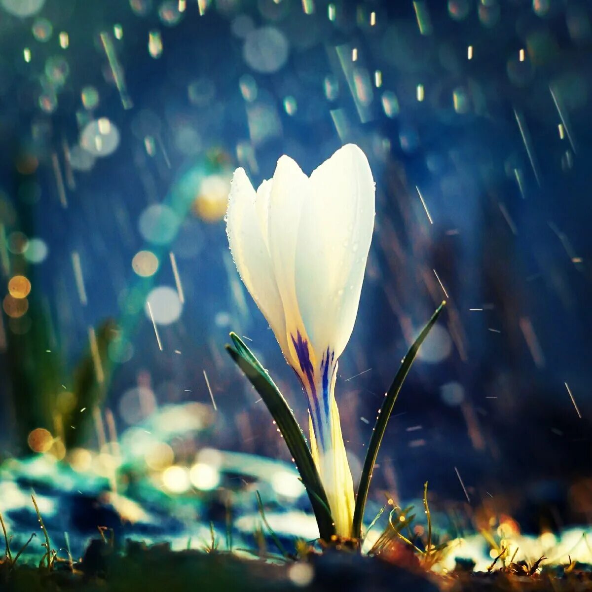 капли на ветках. весна дождь. цветы за мокрым стеклом. роса на траве. цветы под дождем.