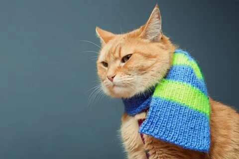 Котик бобо