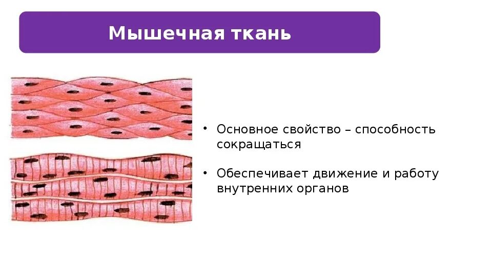 Каким уникальным свойством обладает мышечная ткань поясните