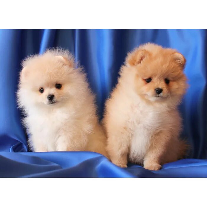 Померанский шпиц маффин. Шпиц терьер. Шпиц шицу. Чистокровный померанский шпиц. Шпиц кутенок.