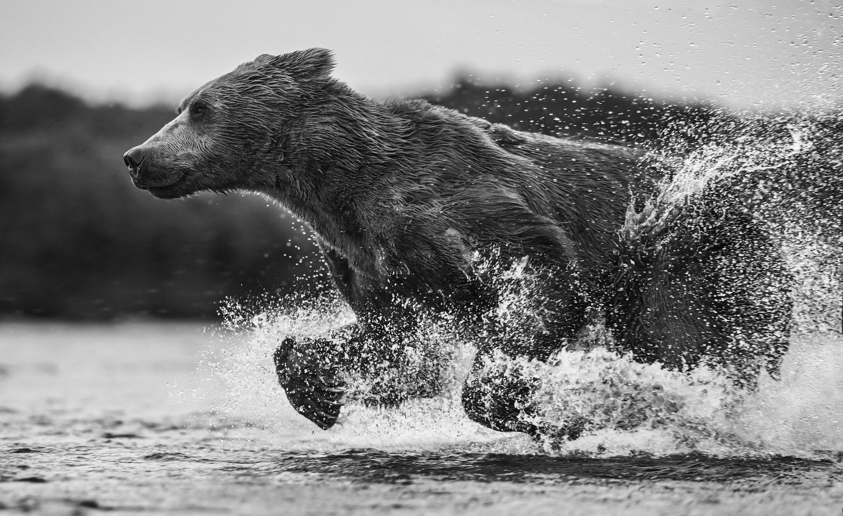 Медведь бежит. Бурый медведь фото. Медведь чб. Медведь убегает. Белый медведь бег