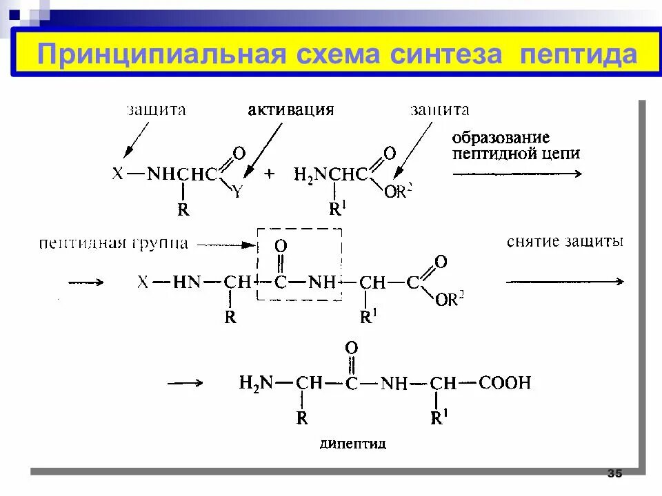 Схема синтеза пептидов. Синтез пептидов из защитные группы. Синтез полипептида схема. Трипептид биохимия.