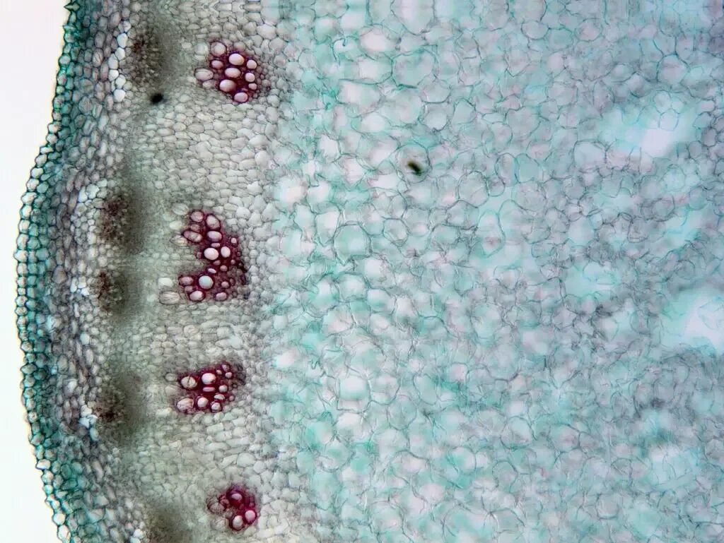 Срез растения под микроскопом. Секреторная ткань растений под микроскопом. Срезы тканей. Ксилема микроскоп. Паренхима ботаника.