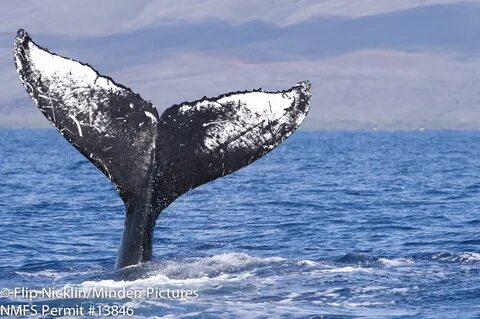 Humpback Whale Tails.