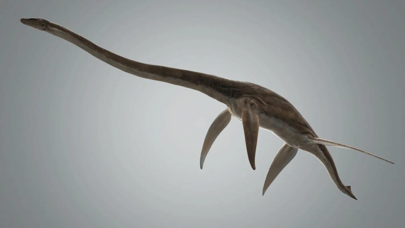 Плезиозавр Лохнесское чудовище. Плезиозавр хищник или травоядный. Плезиозавр скелет. Плезиозавры (род).