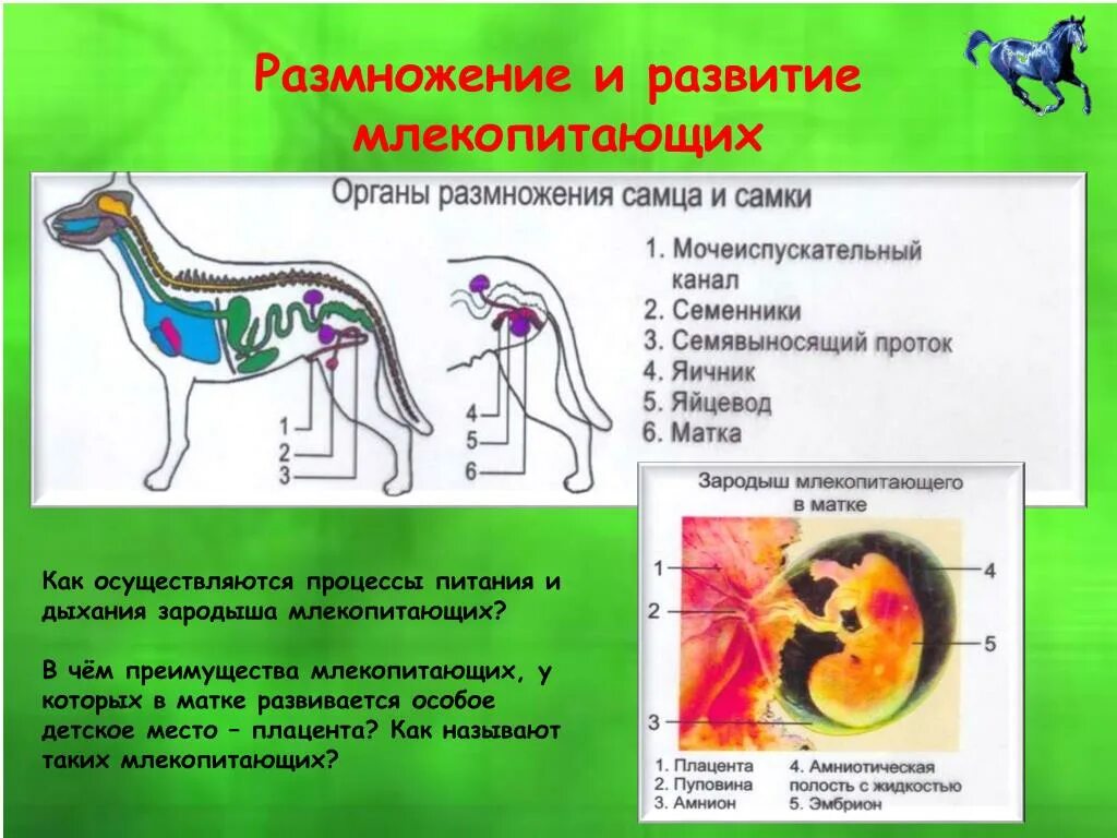 Какое оплодотворение у млекопитающих. Размножение млекопитающих. Млекопитающие схема. Зародыш млекопитающих. Класс млекопитающие размножение.