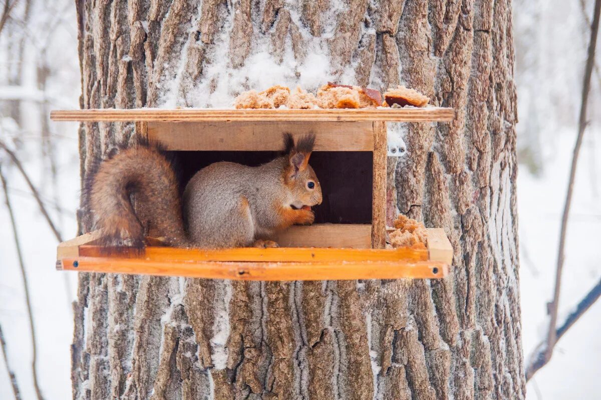 Как помочь животным зимой. Поможем животным зимой. Поможем животным зимой. Как спасти животных зимой. Забота зимой о птицах и животных.