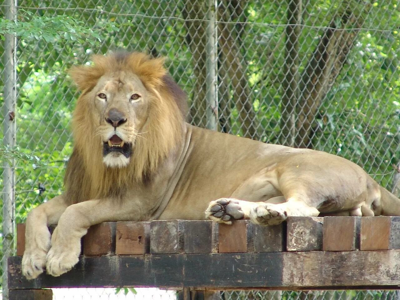 Лев какой род. Азиатский (Гирский) Лев. Лев (Panthera Leo). Последний Берберийский Лев. Лев Капский Лев.