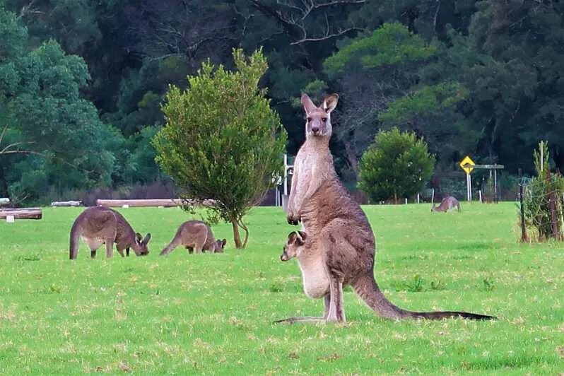 Исполинский кенгуру тип развития. Кенгуру Люмхольтца. Сидней парк с кенгуру. Мощный кенгуру. Кенгуру с длинной шеей.