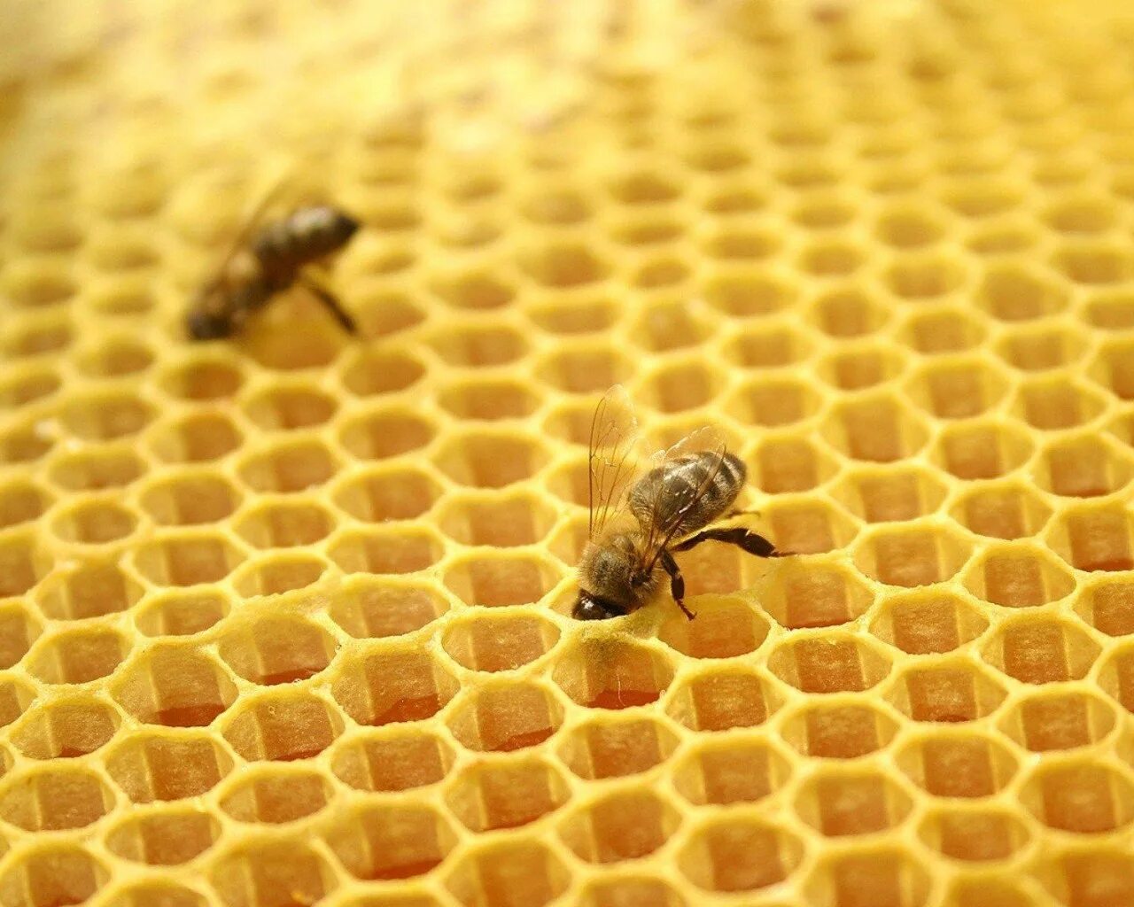 Пчелы в улье. Сотов и н. Пасека соты. Пчелиный мёд. Несколько пчел.
