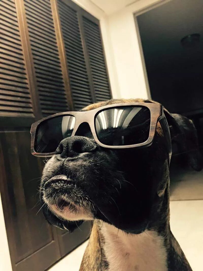 Покажи крутые фотки. Собака в очках. Пес в очках. Крутые собаки. Собака в солнцезащитных очках.