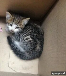 Авито рязань котята в добрые