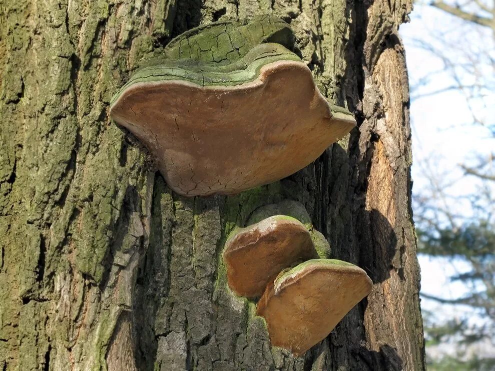 Ложный дубовый трутовик. Трутовик ложный дубовый - Phellinus robustus. Гриб дубовый трутовик. Ложный трутовик на дубе. Гриб на дереве трутовик