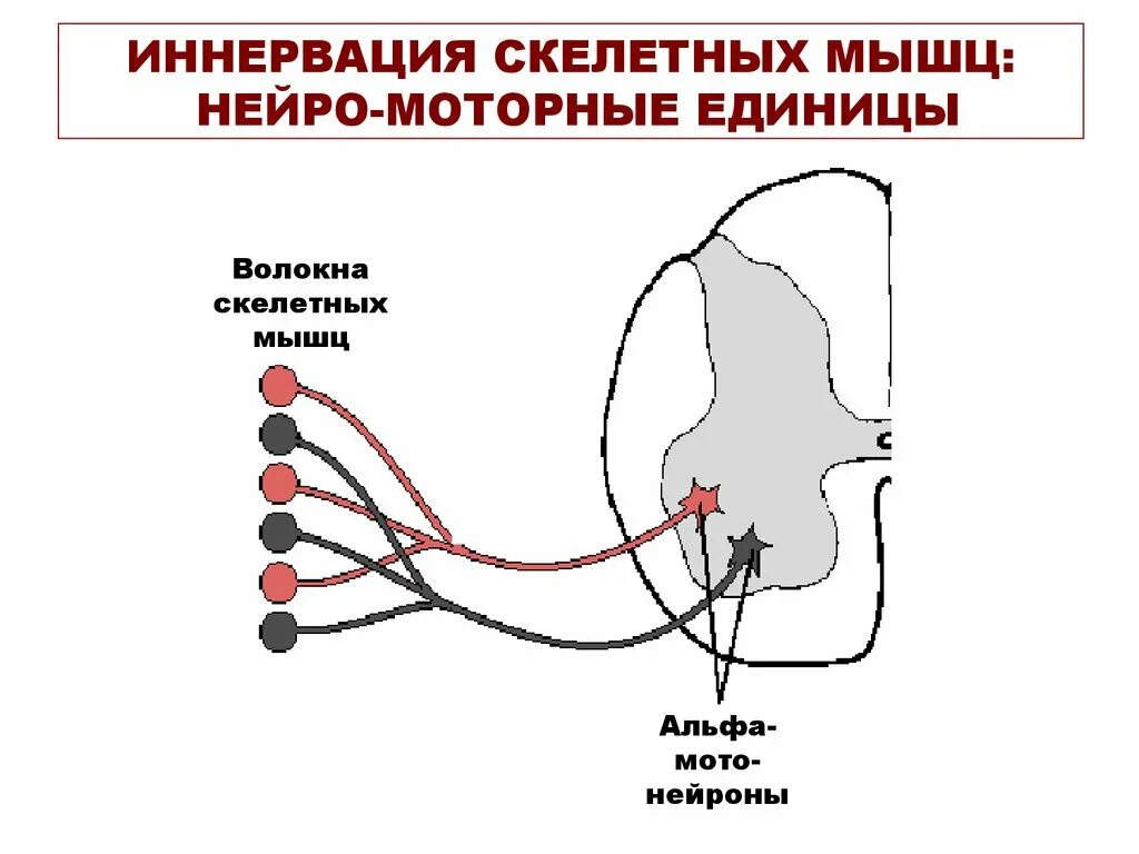 Иннервирует гладкие мышцы. Схема иннервации скелетной мышцы. Двигательная единица иннервация мышечного волокна. Иннервация мышечных волокон. Двигательная иннервация скелетных мышц.