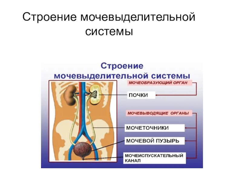 Контрольная выделительная система 8 класс. Выделительная система биология 8 класс. Строение и функции мочевыделительной системы схема. Мочевыделительная система биология 8 класс. Органы выделительной системы схема.