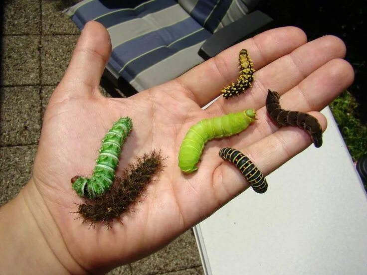 Capturing Symbolic Caterpillar Meaning on Whats-Your-Sign