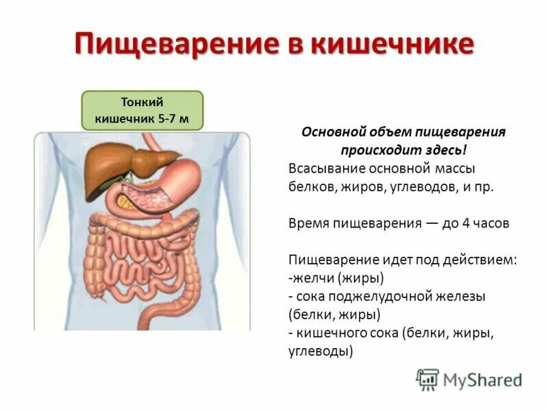 Описание процессов пищеварения