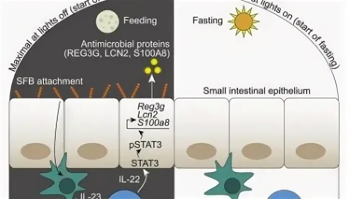 Cell effect