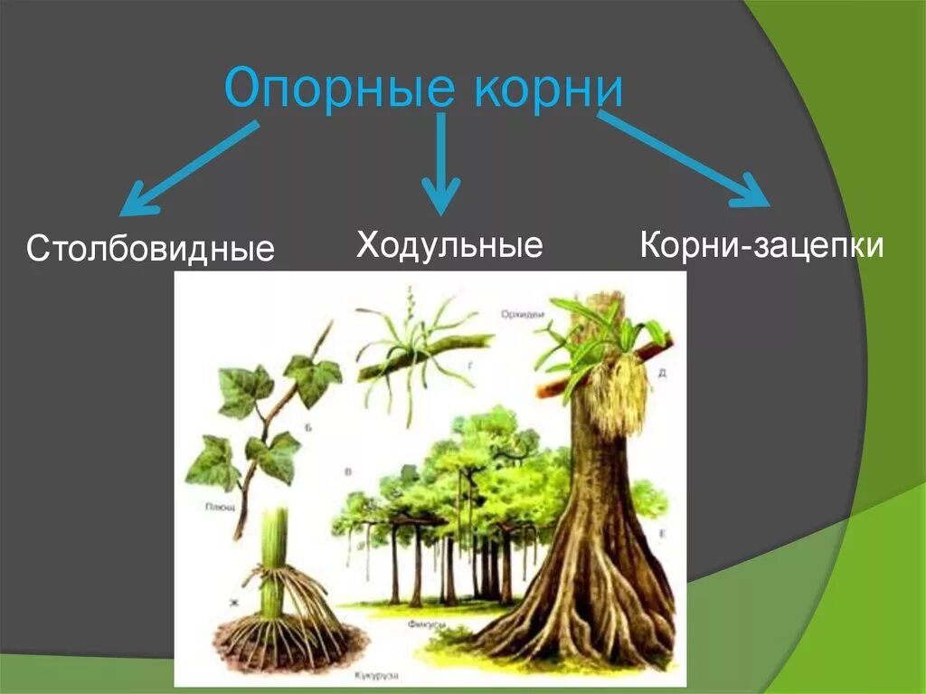 Опорная функция растения. Ходульные корни баньяна. Воздушные опорные корни (корни-подпорки). Столбовидные ходульные корни.