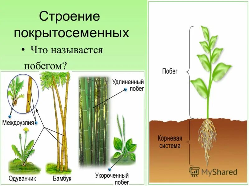 Какие корни у покрытосеменных растений. Строение покрытосеменных растений. Строение побега покрытосеменных. Строение цветковых покрытосеменных растений. Строение побегов покрытосемен.