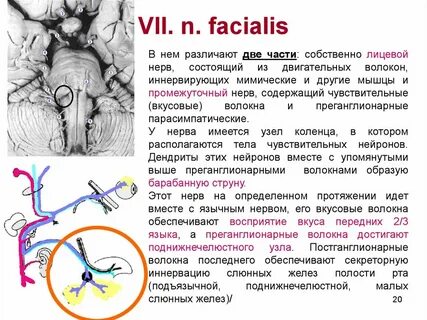 Нервы узлы состоят из