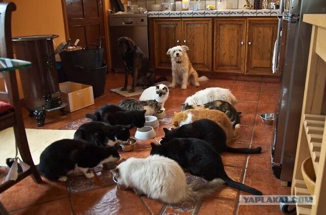 32 things your pet is trying to tell you