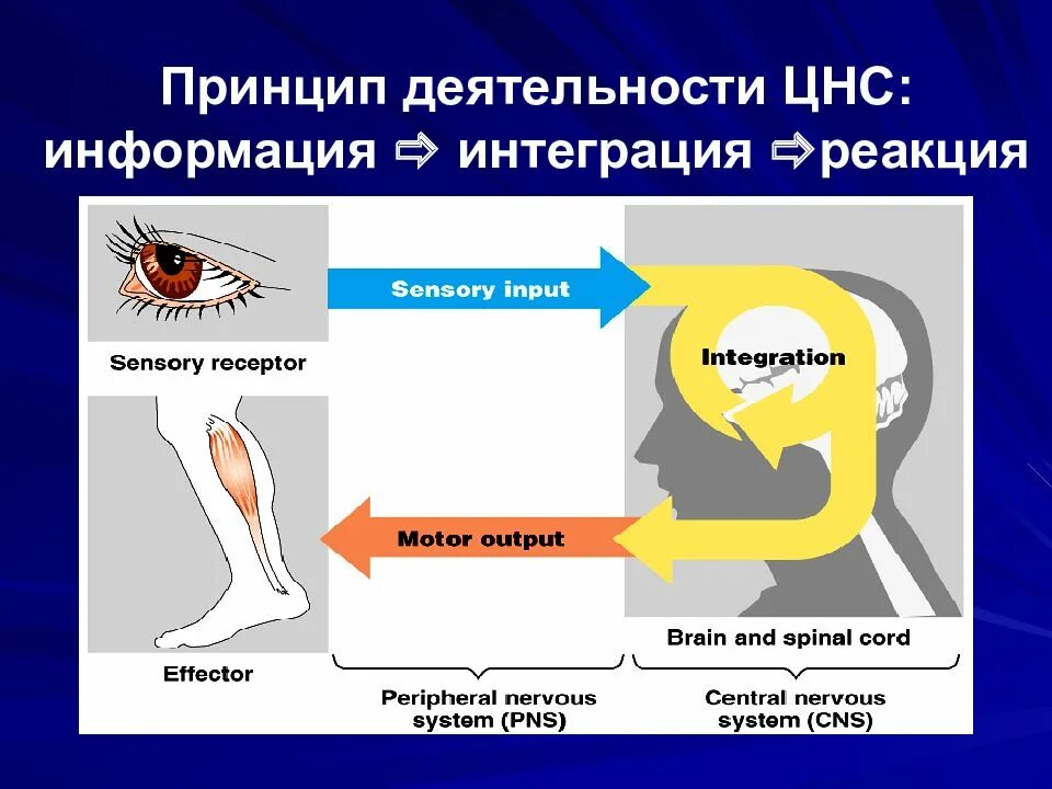 Для повышения цнс. Интегрирующая роль нервной системы. интеграция в цнс. интегративная деятельность нервной системы. интегрирующая деятельность цнс это.