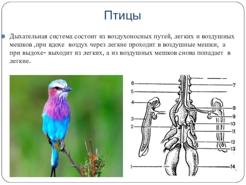 Имеют ли легкие птицы. Дыхательная система птицы состоит. Газообмен у птиц. Лёгкие птиц. Орган дыхания трахея у кого.