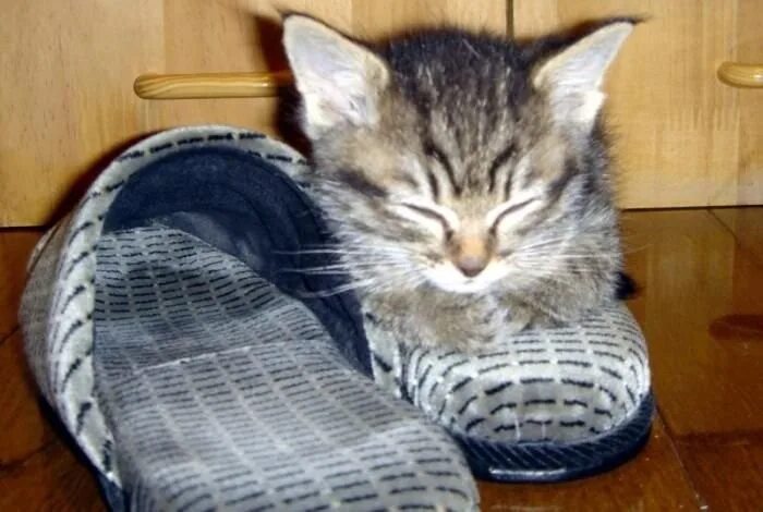 Котенок в тапке. Котенок в тапке. Кот на тапке. Котенок в тапочке. Кот в тапочках.