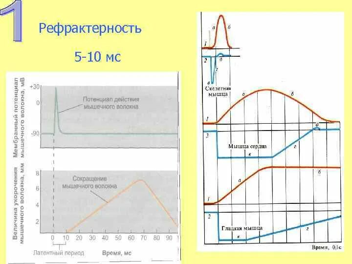 Абсолютная рефрактерность типичного кардиомиоцита. Абсолютная рефрактерность сердечной мышцы это. рефрактерность сердечной мышцы ее фазы. относительная рефрактерность сердечной мышцы. фазы рефрактерности физиология.