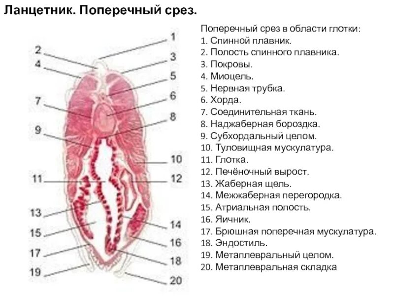 Ланцетник глотка. Поперечный срез ланцетника в области кишечника. Поперечный срез ланцетника в жаберной области. Поперечный срез ланцетника в области глотки. Поперечный срез ланцетника в области глотки препарат.