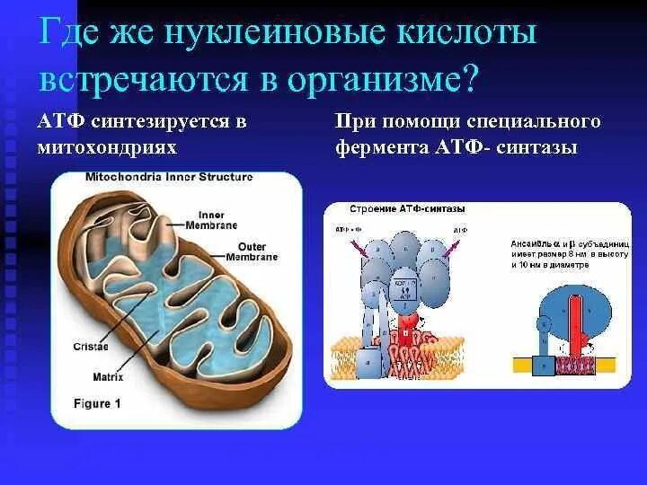 АТФ В митохондриях. Нуклеиновые кислоты в организме. Что происходит в митохондриях. Выработка АТФ В митохондриях.