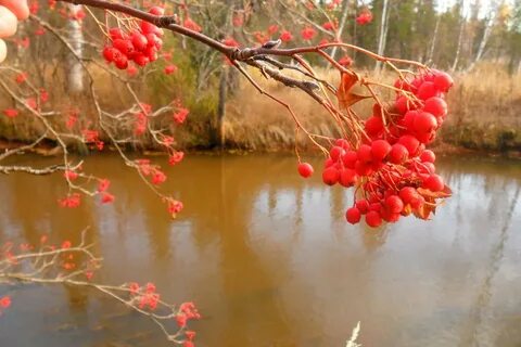 Песня калина в речке тихая вода