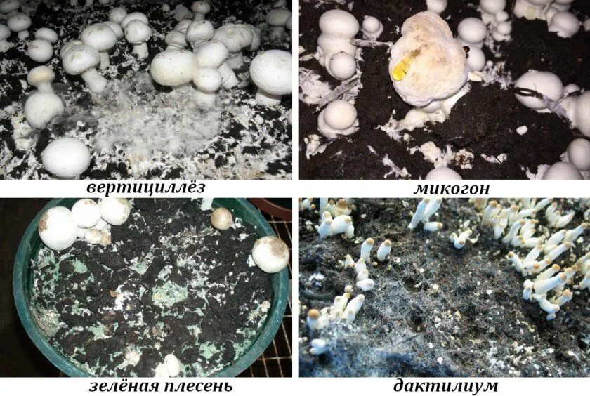 Что значит споры грибов. Болезни мицелия шампиньонов. Плесень на шампиньонах. Плесень на грибах шампиньонах. Плесень грибница шампиньонов.