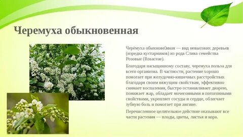 Систематика черемухи