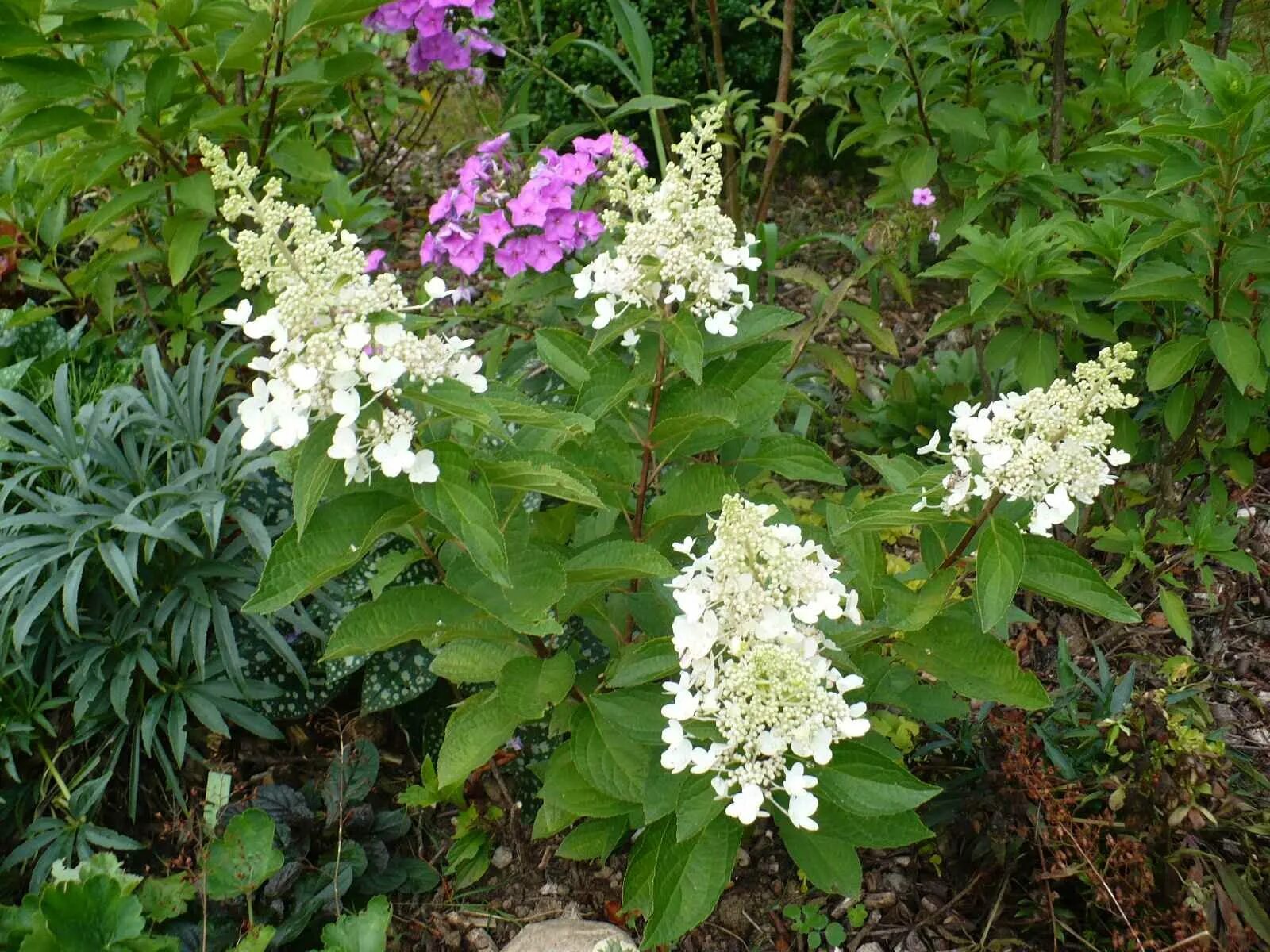 Гортензия метельчатая Hydrangea pan. Candlelight в РОССИИ. Цена товара 650 ₽/шт.