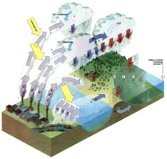 Acid rain the fish and plant species